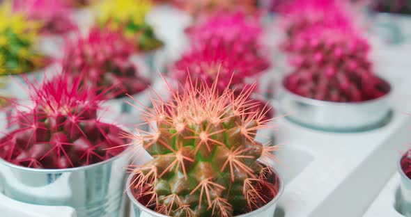 Pinkgreen and Yellow Small Cactus for Sale or Home Decor alt