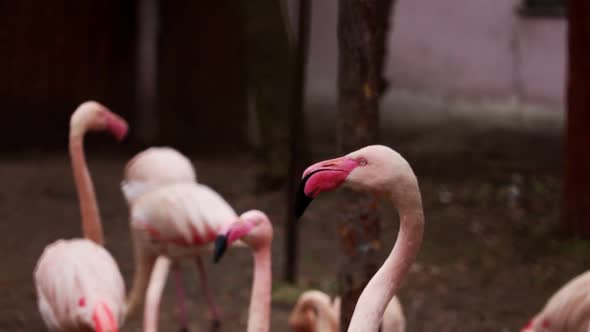 An adult pink flamingo is looking closely at the camera.