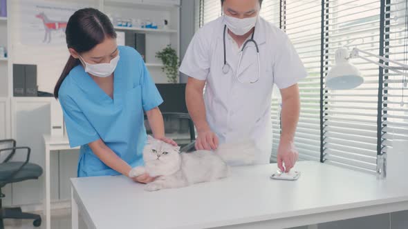 Asian veterinarian team man and woman examine cat in veterinary clinic. alt