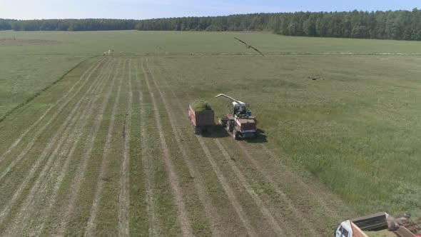 Aerial Drone view of Combines harvesting and trucks on wheat field. 08 alt