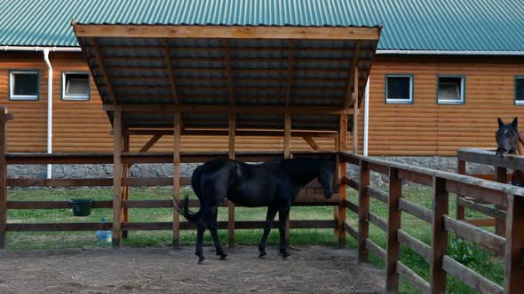 Shot of a Black Horse Standing Under a Canopy in a Paddock