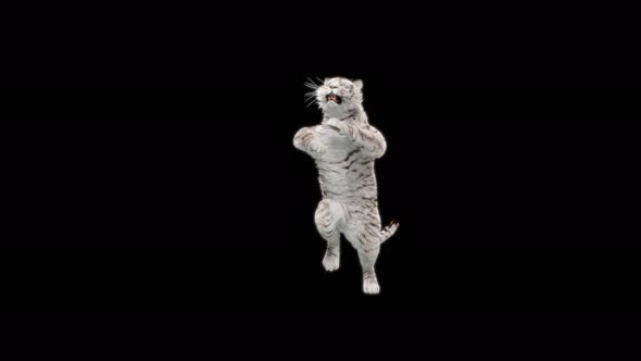 White Tiger Dancing 4K alt