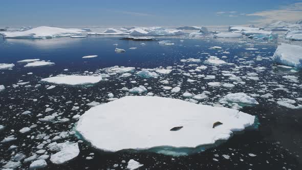 Crabeater Seal Family Lies Iceberg Aerial View alt