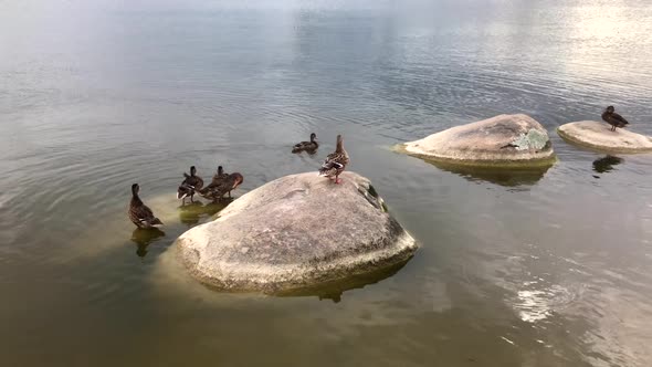 ducks by the lake will clean the plumage and take a bath on a summer day