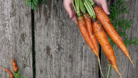 Fresh harvest of carrots in the hands of a farmer on a wooden background. alt