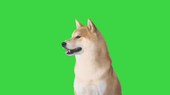 Red Shiba Inu Puppy Walking Away on a Green Screen, Chroma Key. alt