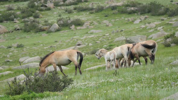 Wild Przewalski Albino White Foal Horse alt