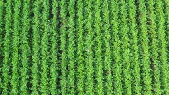 Flying over rows of ripe carrots. alt