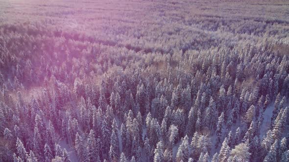 Aerial View From a Drone of a Road in the Middle of Snowcovered Trees and Snowcovered Forest on a