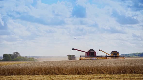 Grain harvesting combine working alt