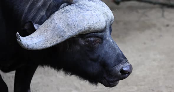 Close Up of an African Buffalo Syncerus Caffer or Cape Buffalo Eating in the Savannah of South alt