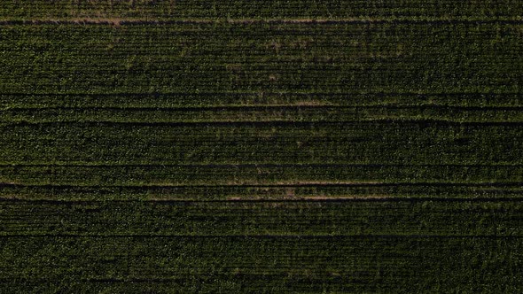 Aerial view of beet rows field in agricultural landscape in Ukraine, harvest sugar beet alt