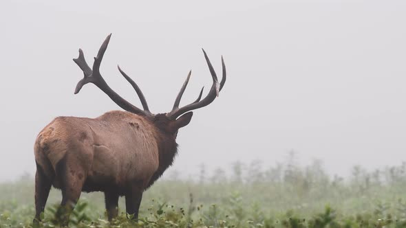 Bull Elk Video Clip in Autumn