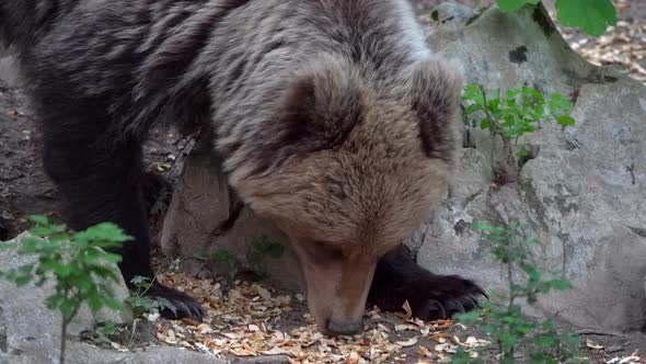 Close up of female European brown bear sniffing for food and eating between rocks in the wild in Slo alt
