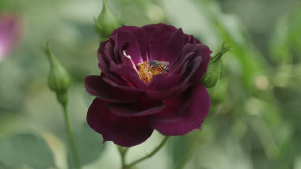 Purple Flower With Bee alt