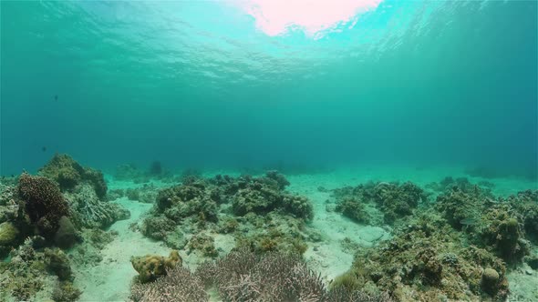 Coral Reef and Tropical Fish alt