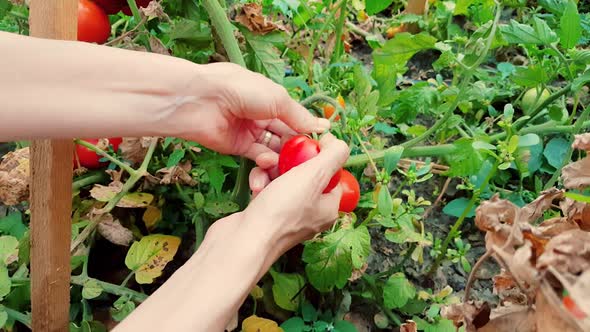 Woman harvesting fresh organic tomatoes in the garden on a sunny day