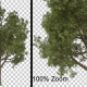 Big Breezy Tree - Alpha Channel - VideoHive Item for Sale