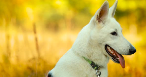Handheld Shooting Close Up Portrait White Swiss Shepherd Dog Berger Blanc Suisse alt