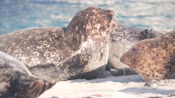 Wild Spotted Fur Seal Rookery Pacific Harbor Sea Lion Resting California Beach alt