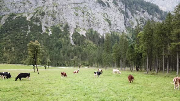 Alpine cows