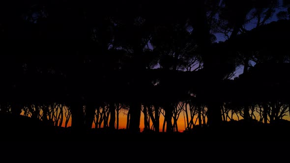 Pine Trees At Sunset