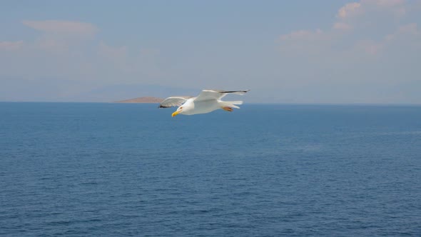 One Bird Flying High in Blue Sky with White Clouds. Wild Nature Background. Horizon Line on Seascape alt