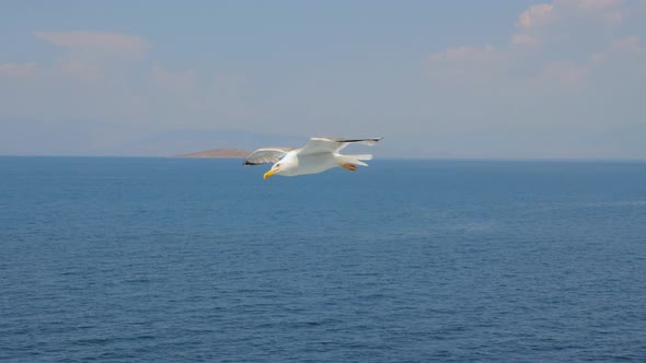 One Bird Flying High in Blue Sky with White Clouds. Wild Nature Background. Horizon Line on Seascape