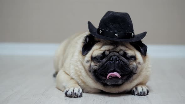 pugs western hats