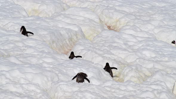 Gentoo Penguins Walk on Higway in Antarctica