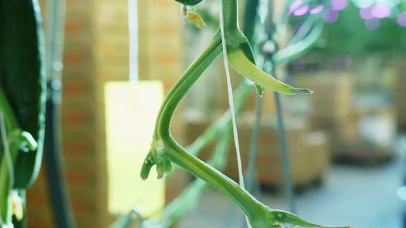 Cucumbers Growing in Modern Greenhouse Farm