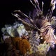 Lion-Fish and Feather Star - VideoHive Item for Sale