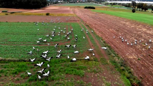 Large group of common cranes starting, taking off from rural field for migration flight. Poland, pom alt
