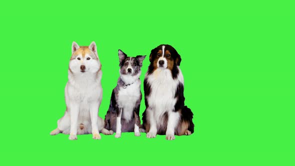 Australian Shepherd Siberian Husky and Border Collie Sitting Together on a Green Screen Chroma Key alt