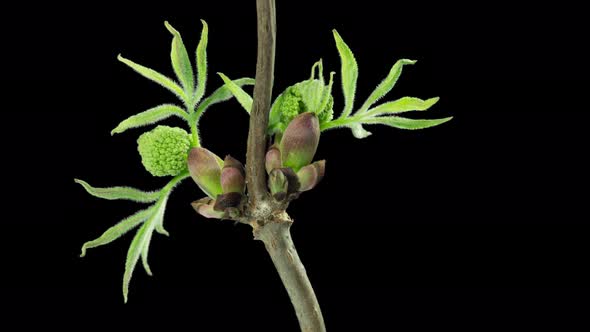 Opening of the Elder Tree Buds Time Lapse with Alpha Channel