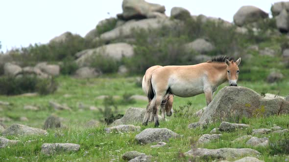 Wild Przewalski Horses in Real Natural Habitat Environment in The Mountains of Mongolia alt