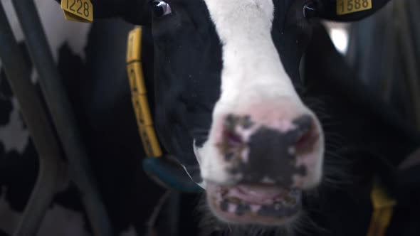 Cow Looking Camera Living in Big Modern Cowshed Close Up alt