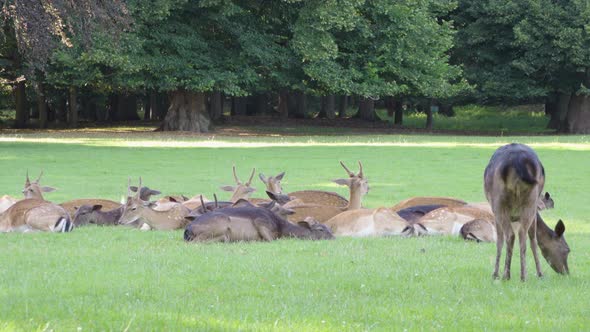 A Herd of Fallow Deer Rests and Grazes in a Meadow By a Forest on a Sunny Day alt