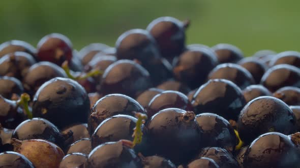 Wet ripe black currant alt