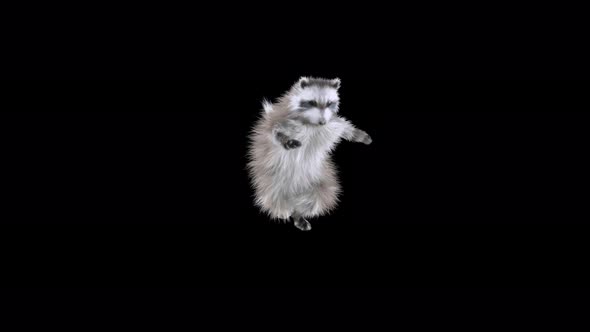 Raccoon Dancing 4K alt