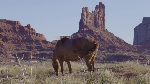 Wild Brown Horse in the Desert with Red Rock Mountain Landscape in Background alt