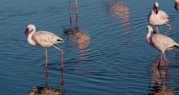 Elegant flamingos with pink feathers are walking in a big flock, Walvis Bay, 4k alt