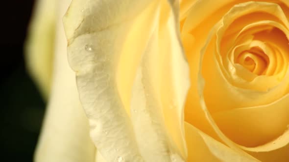 Yellow roses rotating studio shot