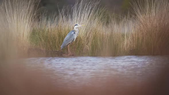 Grey Heron (Ardea Cinerea), UK British Wildlife in Richmond Park, Standing in a Lake in London, Engl alt