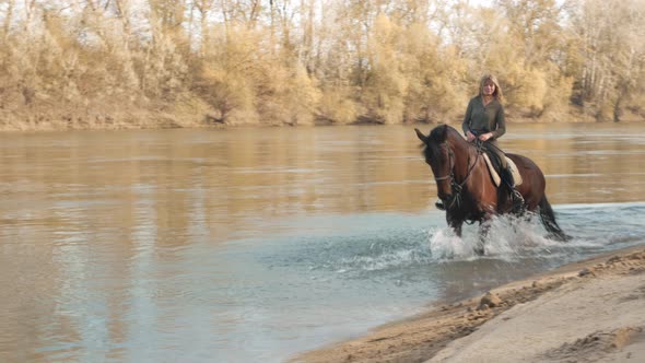 Horse Walks Along River Bank in Water Raises Splashes Beautiful Background Screensaver and Footage
