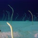Underwater Beautiful Garden Eels - VideoHive Item for Sale
