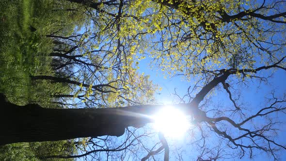 Vertical Video of the Forest in the Spring on a Sunny Day alt