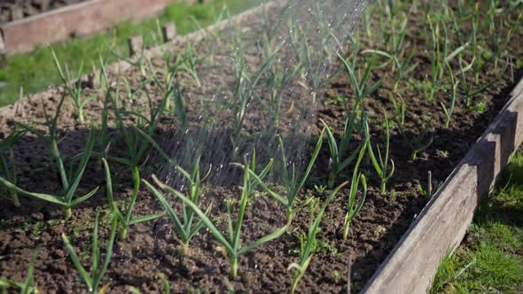 Jets of Water From a Watering Can Shower Seedlings of Young Onions in the Garden Bed