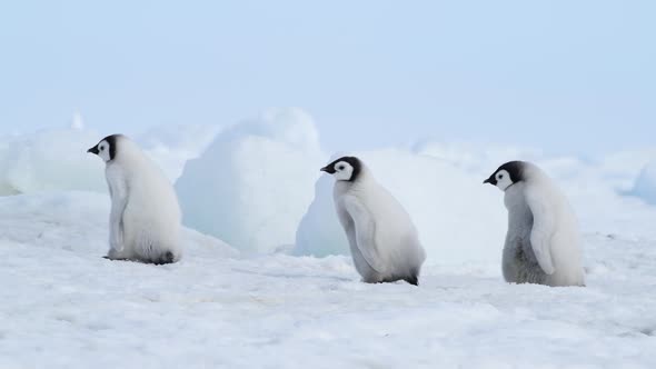 Emperor Penguins Chicks on the Ice in Antarctica