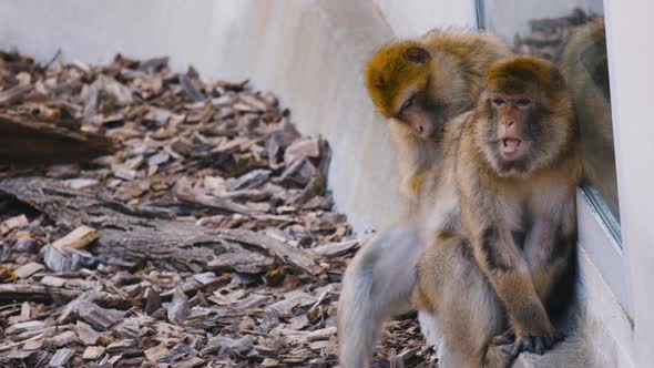 One Barbary macaque grooms fur on another’s back by building wall alt
